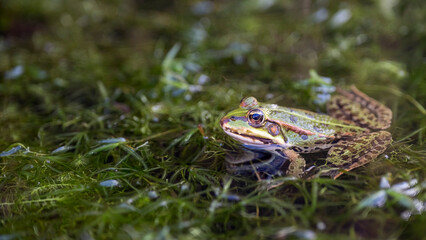 Teichfrosch
