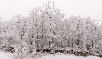 Trees covered with white snow.