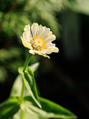 Pale white zinnia flower at the beginning of its bloom
