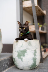 Funny black cat playfully sit inside a flowerpot