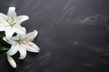 Beautiful white lily flowers on black background with copy space.Funeral Concept