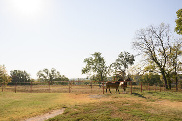 Two brown horses with heads over red metal fence in pasture