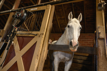 White horse in stable with head over wood board