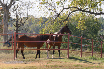 horses in pasture with orange metal fence and green trees