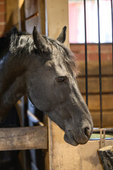 Closeup horse head in barn stable