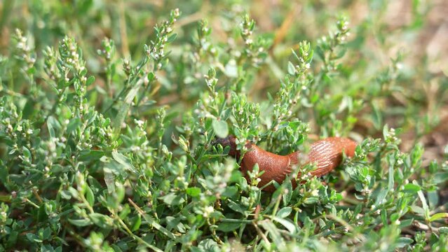 Snail moves between green grass