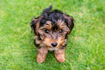 Portrait of small and black cavapoo puppy