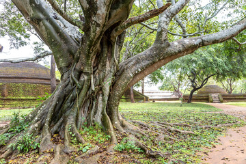Fototapeta na wymiar Large tree in Polonnaruwa