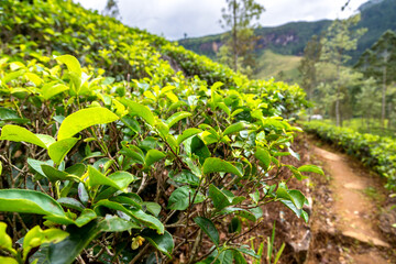 Fototapeta na wymiar Tea plantations in Sri Lanka