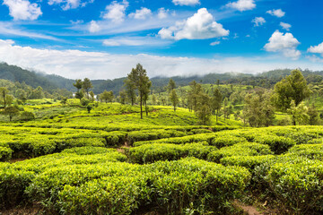 Tea plantations in Sri Lanka