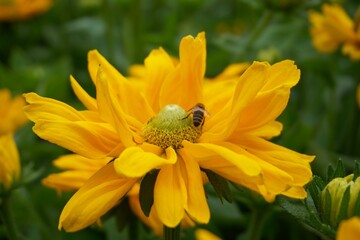 Bumblebee and Bee Macro