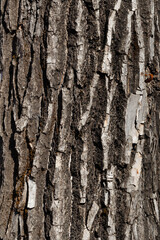 Willow bark close up