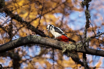 Woodpecker with a pine cone