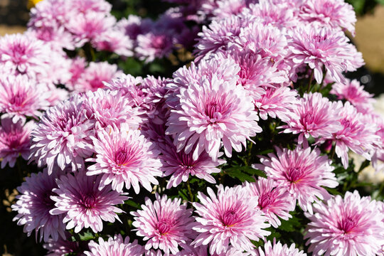 ピンク色の小さな菊の花」の写真素材 | 39件の無料イラスト画像 ピンク色の小さな菊の花」の写真素材 | 39件の無料イラスト画像