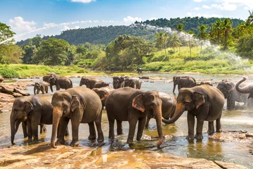 Tuinposter Herd of elephants in Sri Lanka © Sergii Figurnyi