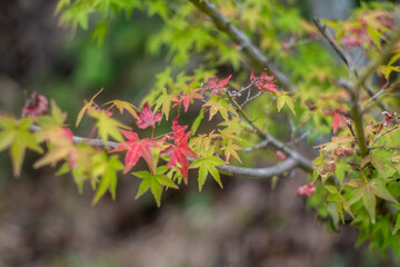紅葉