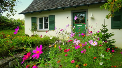  Gartenidylle auf der Insel Reichenau mit romantischem Haus hinter blühenden Herbstblumen