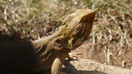 ハワイ　ホノルル動物園　フトアゴヒゲトカゲ