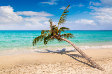 Palm tree over beach