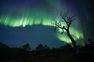 Gordijnen The Old Tree and the Northern Lights Another evening with extremely active Northern Lights, KP4-5 activity, it became a  G2 geomagnetic storm ! © Sindre