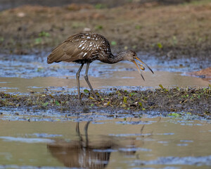 A Limpkin in the Wichita Mountains of Oklahoma, far from the normal range