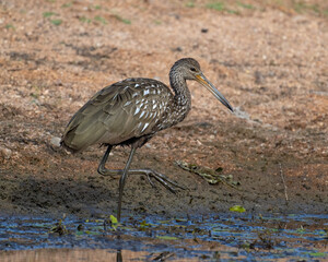A Limpkin in the Wichita Mountains of Oklahoma, far from the normal range