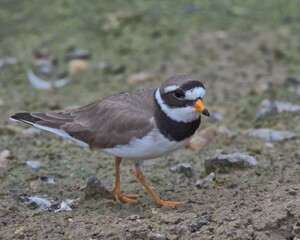 Little ringed plover looking for food on the edge of a pond.