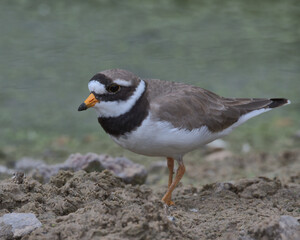 Little ringed plover looking for food on the edge of a pond.