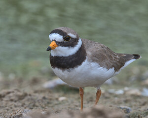 Little ringed plover looking for food on the edge of a pond.