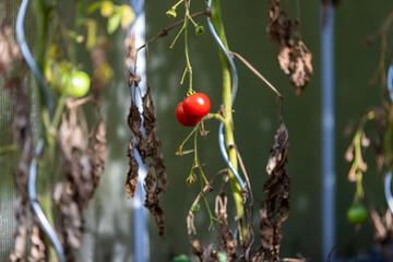 Reife rote Tomaten im Herbst kurz vor Ende der Planze