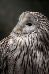 Ural owl