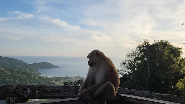 Animals, monkeys with a beautiful view of the ocean