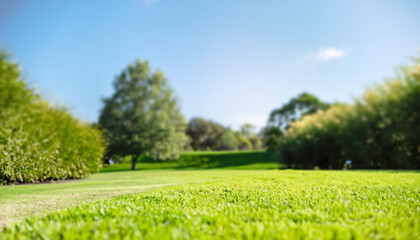 Fototapeta premium Fresh green grass. Lawn background in sunny summer day.