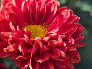red chrysanthemums in the garden, flowers close-up