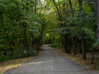 road in the woods