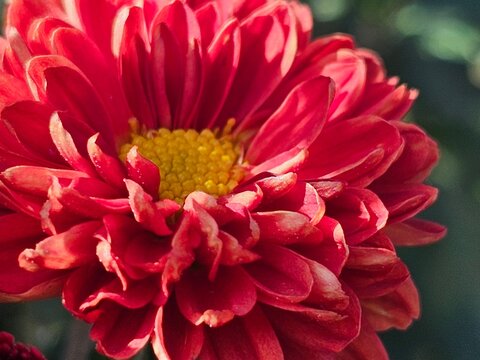 red chrysanthemums in the garden, flowers close-up - Powered by Adobe