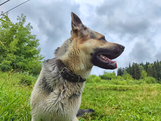 Dog German Shepherd in an autumn, summer, spring day and green grass in spring or summer day....