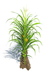 Obraz premium One row of corn plants with yellow cobs on a white background. Corn plant 3D on isolated background