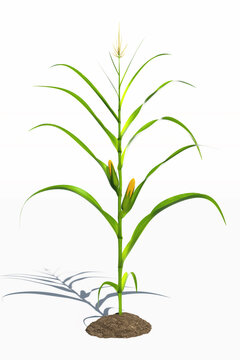 One corn plant with yellow cobs on a white background. Corn plant 3D on isolated background