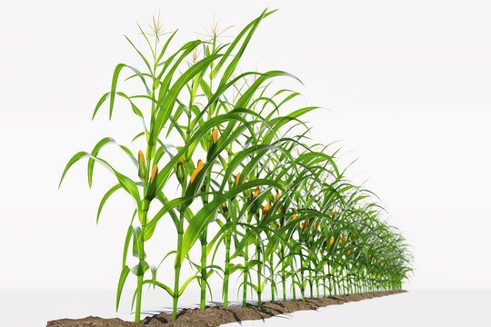 One row of corn plants with yellow cobs on a white background. Corn plant 3D on isolated background