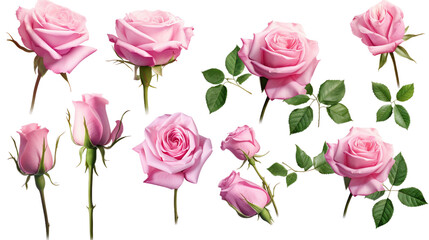 set / collection of beautiful pink roses, flowers, buds and leaf, isolated over a transparent background, cut-out floral, perfume / essential oil or garden design elements, top view / flat lay, PNG - obrazy, fototapety, plakaty
