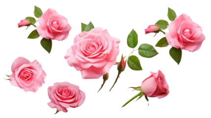 Foto op Canvas set / collection of beautiful pink roses, flowers, buds and leaf, isolated over a transparent background, cut-out floral, perfume / essential oil or garden design elements, top view / flat lay, PNG © Spear