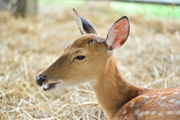 Female sika deer looking at the camera Cute wild animal concept. Brown deer. Zoo.