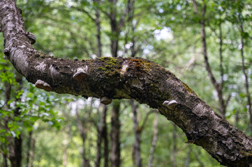 Fototapeta premium Mushrooms on a tree in the forest
