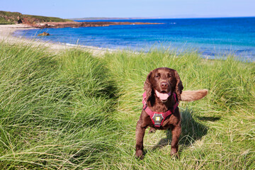 Happy smiling browm medium sized dog in grass sand dunes with beach background