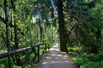 Fototapeta premium A wooden path with trees and sunrays in the red bog
