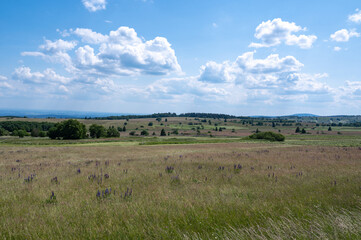 Landscape and meadow with lupins in the high Rh&ouml;n