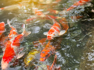 KOI fish feeding in the water pool