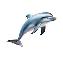 Fototapeta premium dolphin on transparent background PNG