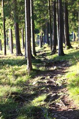 Fototapeta premium forest in autumn